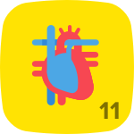 Level 11 in Anatomy & Physiology